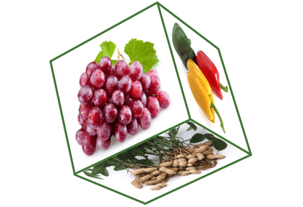 Water Soluble Fertilizer