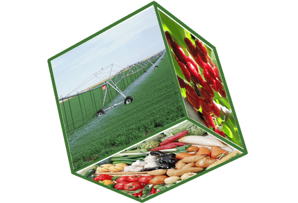Water Soluble Fertilizer