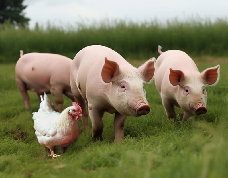 Fermented protein feed (for pigs and poultry) - Bio-Feed Series - China Yeyuan Chemical Raw Material Supplier - PVC - PVC ...