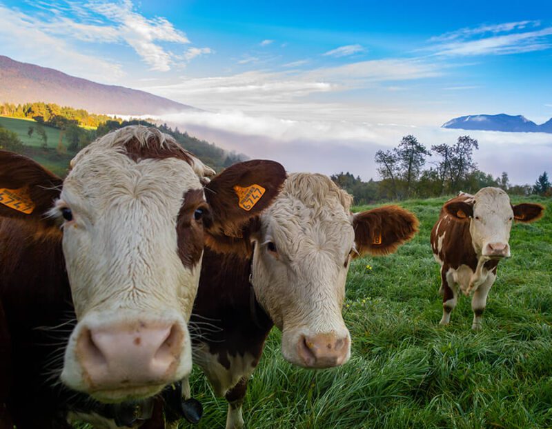 Fermented protein feed (for ruminants) - Bio-Feed Series - China Yeyuan Chemical Raw Material Supplier - PVC - PVC Additiv...