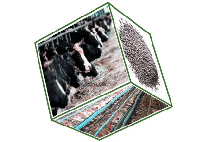 Feed Additive Phosphate