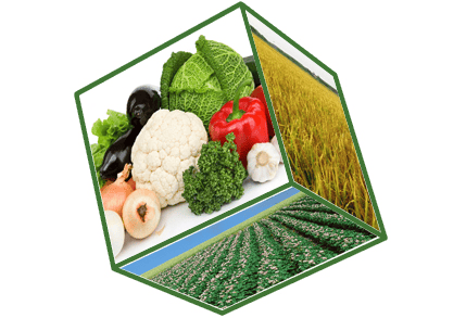 Water Soluble Fertilizer